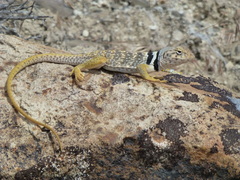 Crotaphytus bicinctores