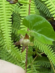 Ipomoea tiliacea