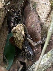 Crossodactylus timbuhy