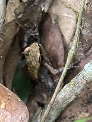 Crossodactylus timbuhy