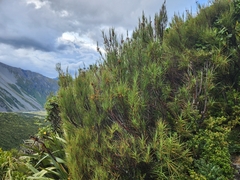 Dracophyllum longifolium