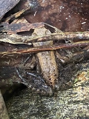 Crossodactylus timbuhy