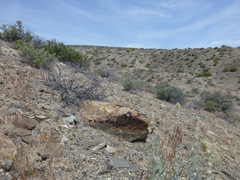 Crotaphytus bicinctores