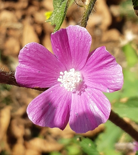 violettas