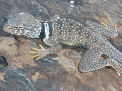 Crotaphytus bicinctores