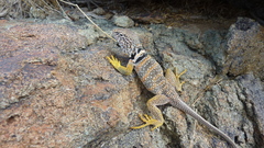 Crotaphytus bicinctores