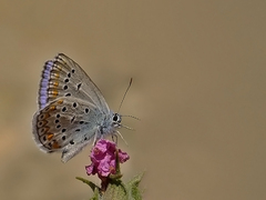 Kretania nichollae