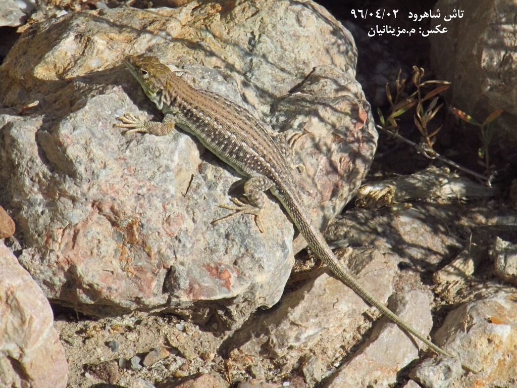 Persian Racerunner