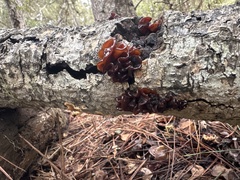 Phaeotremella foliacea