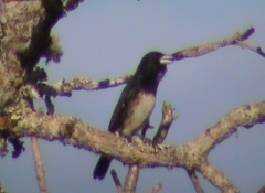 Conothraupis mesoleuca