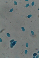 Tephroderma fuscopallens