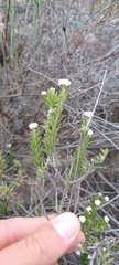 Phylica rogersii