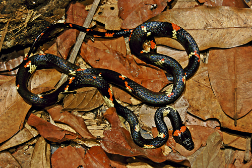 Worontzow's Spotted Night Snake, Siphlophis worontzowi