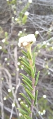 Phylica rogersii