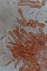 Tephroderma fuscopallens