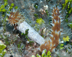 Holothuria hilla