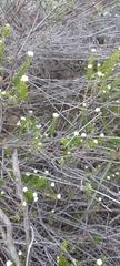 Phylica rogersii