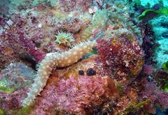 Holothuria hilla