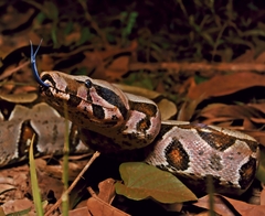 Boa constrictor