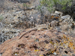 Crotaphytus bicinctores