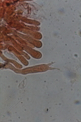 Tephroderma fuscopallens