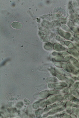 Tephroderma fuscopallens