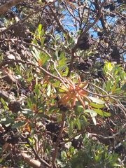 Eucalyptus conferruminata