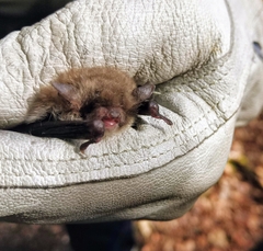 Myotis