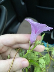 Ipomoea tiliacea