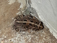 Sclerophrys gutturalis