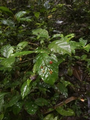 Psychotria