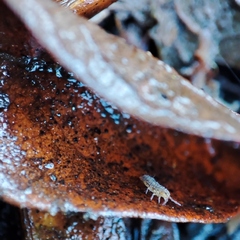 Isotomurus