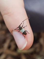 Pogonocherus hispidulus