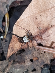 Pogonocherus hispidulus