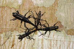 Nemorhinus myrmecophaga