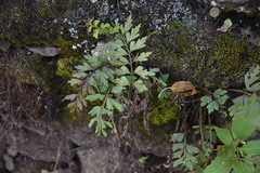 Asplenium aethiopicum