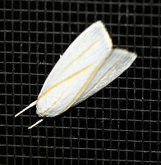 Cryptophasa flavolineata