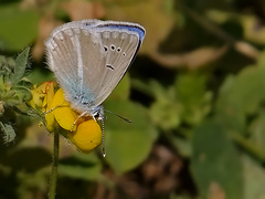 Polyommatus maraschi
