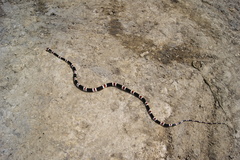 Rhinobothryum lentiginosum