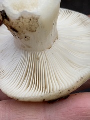 Russula albidula