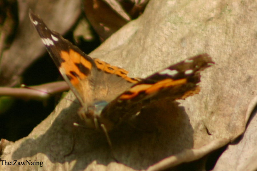 Indian Red Admiral (Butterflies of Myanmar (Burma)) · iNaturalist