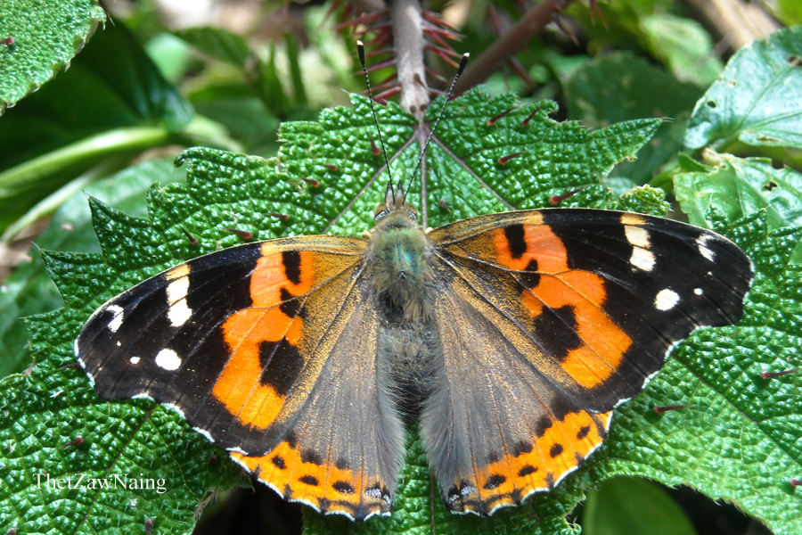 Indian Red Admiral (Butterflies of Myanmar (Burma)) · iNaturalist