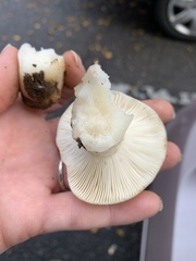 Russula albidula