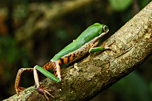 Orange-legged Leaf Frog, Pithecopus hypochondrialis