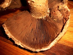 Agaricus pequinii