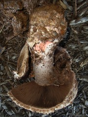 Agaricus pequinii