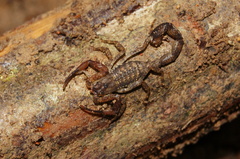 Tityus silvestris