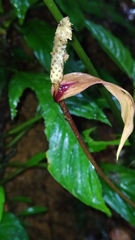Anthurium thrinax