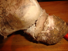 Agaricus pequinii