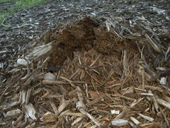 Agaricus pequinii